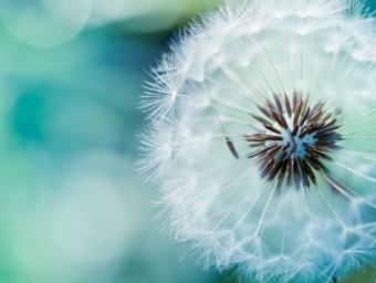 Dandelion-Wallpapers18