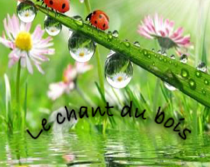 Chant du bois logo