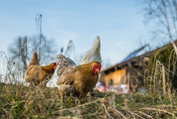 Vigilance élevée : Influenza aviaire