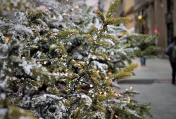 Que faire de votre sapin ?