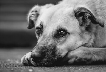 Animal perdu, tarifs et infos de la SACPA