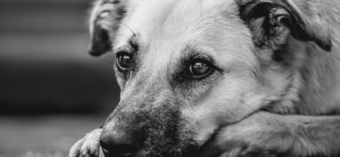 Animal perdu, tarifs et infos de la SACPA